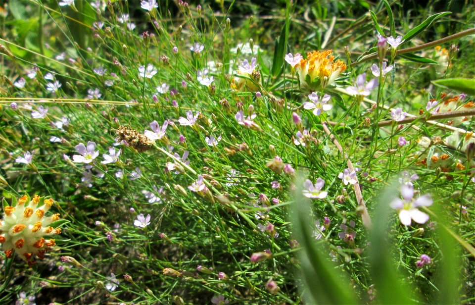 Mauer-Gipskraut (Gypsophila muralis) auf einem Wildblumenstreifen zwischen Mainzer und Halbergstraße in Saarbrücken