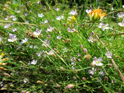 Mauer-Gipskraut (Gypsophila muralis) auf einem Wildblumenstreifen zwischen Mainzer und Halbergstraße in Saarbrücken