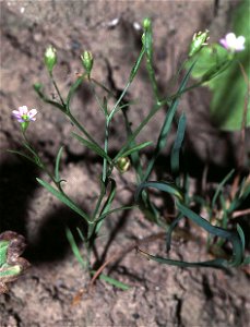 Gypsophila muralis1 eF