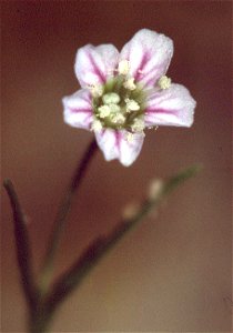 Gypsophila muralis2 eF