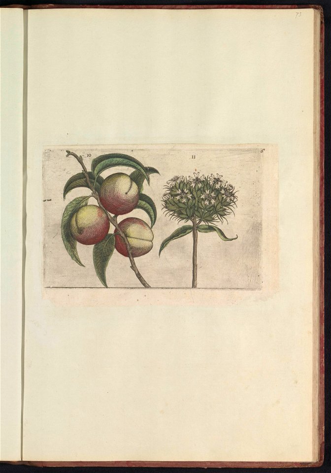 IdentificatieTitel(s): Perzik (Prunus persica) en brandende liefde (Silene chalcedonica)Objecttype: prent Serienummer: 10-11/60Objectnummer: RP-T-BR-2017-1-12-73Omschrijving: Perzik en brandende liefd