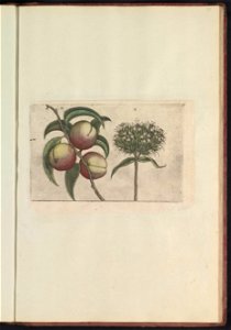 IdentificatieTitel(s): Perzik (Prunus persica) en brandende liefde (Silene chalcedonica)Objecttype: prent Serienummer: 10-11/60Objectnummer: RP-T-BR-2017-1-12-73Omschrijving: Perzik en brandende liefd