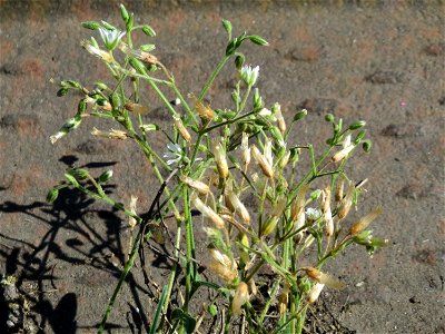 Gewöhnliches Hornkraut (Cerastium fontanum subsp. vulgare) an der Saar in Sankt Arnual