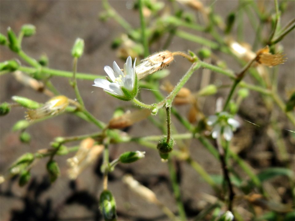 Gewöhnliches Hornkraut (Cerastium fontanum subsp. vulgare) an der Saar in Sankt Arnual