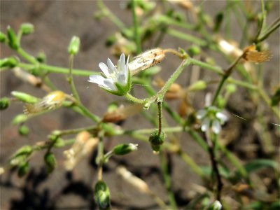 Gewöhnliches Hornkraut (Cerastium fontanum subsp. vulgare) an der Saar in Sankt Arnual