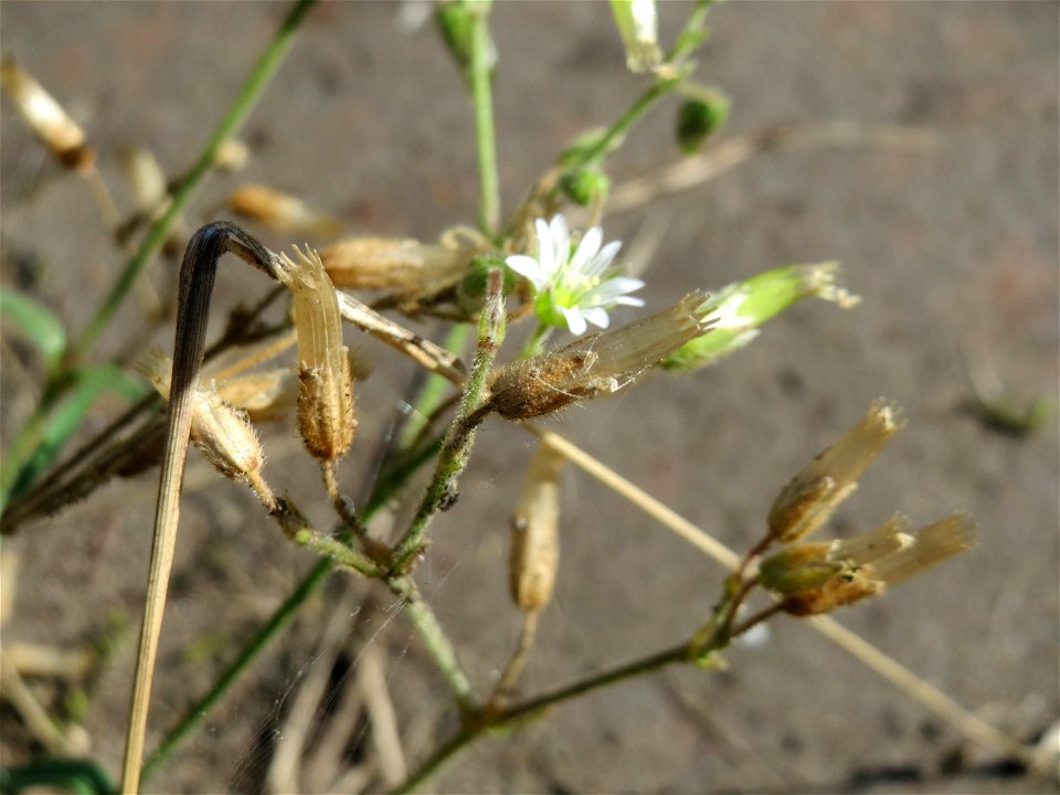 Gewöhnliches Hornkraut (Cerastium fontanum subsp. vulgare) an der Saar in Sankt Arnual