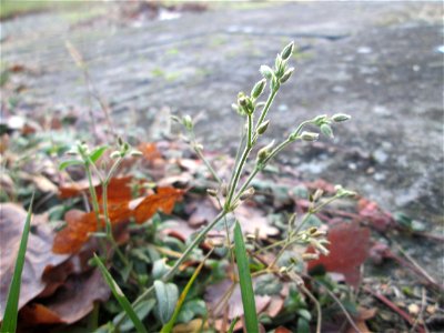 Gewöhnliches Hornkraut (Cerastium fontanum subsp. vulgare) auf dem Hauptfriedhof Saarbrücken
