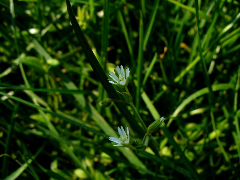 I am the originator of this photo. I hold the copyright. I release it to the public domain. This photo depicts flowers.