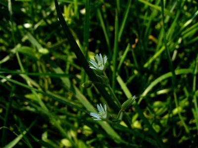 I am the originator of this photo. I hold the copyright. I release it to the public domain. This photo depicts flowers.