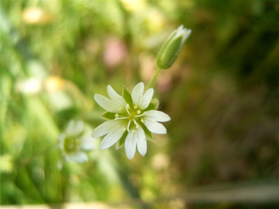 This photo shows Cerastium fontanume'
