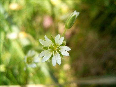 This photo shows Cerastium fontanume'