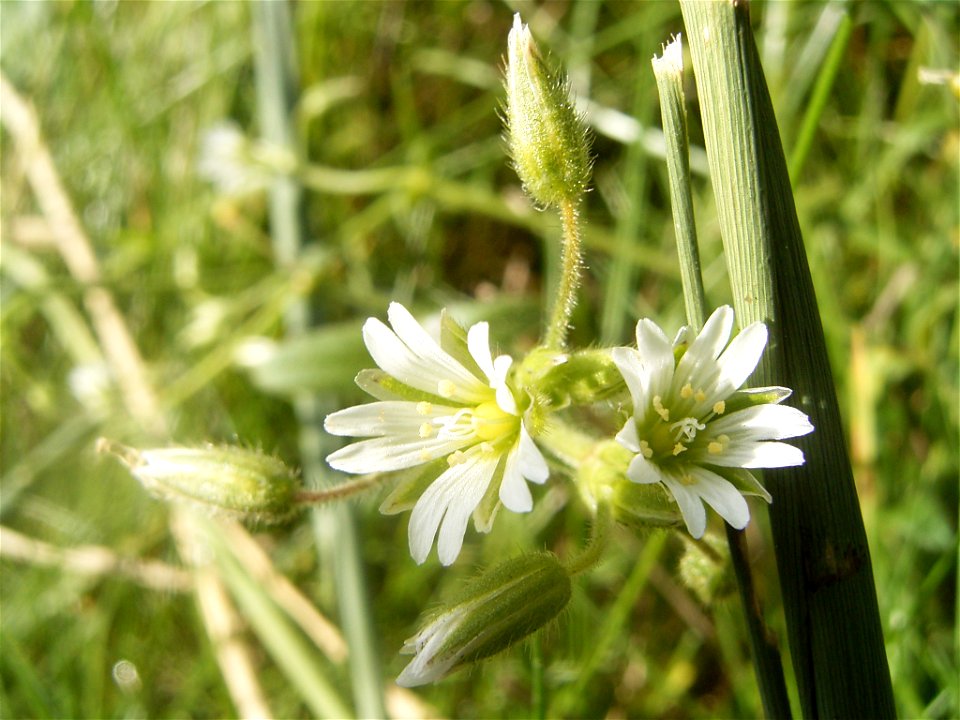 This photo shows Cerastium fontanume'
