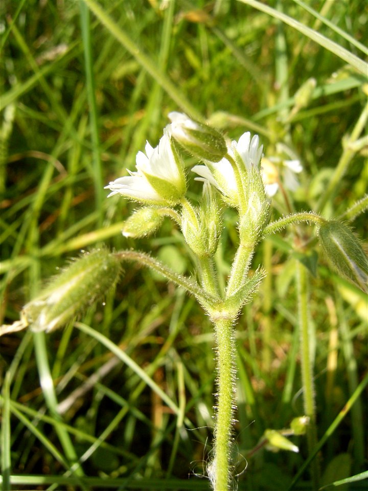 This photo shows Cerastium fontanume'