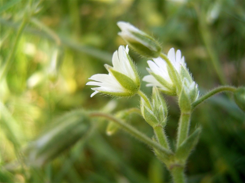 This photo shows Cerastium fontanume'