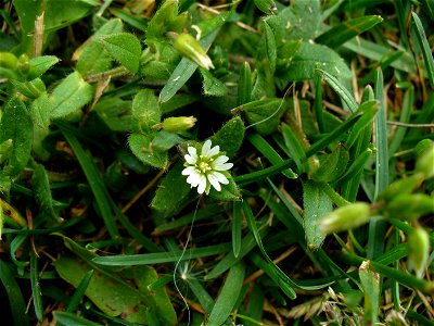 I am the originator of this photo. I hold the copyright. I release it to the public domain. This photo depicts a flower.