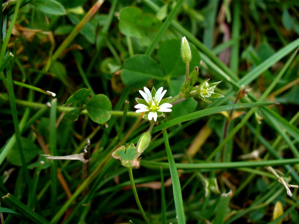 I am the originator of this photo. I hold the copyright. I release it to the public domain. This photo depicts a flower.