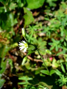I am the originator of this photo. I hold the copyright. I release it to the public domain. This photo depicts a flower.