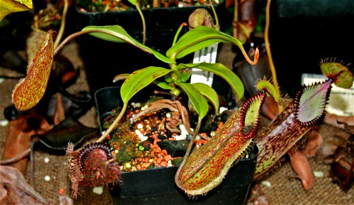 Plant Nepenthes hamata in Fata Morgana Greenhouse, Prague, Troja