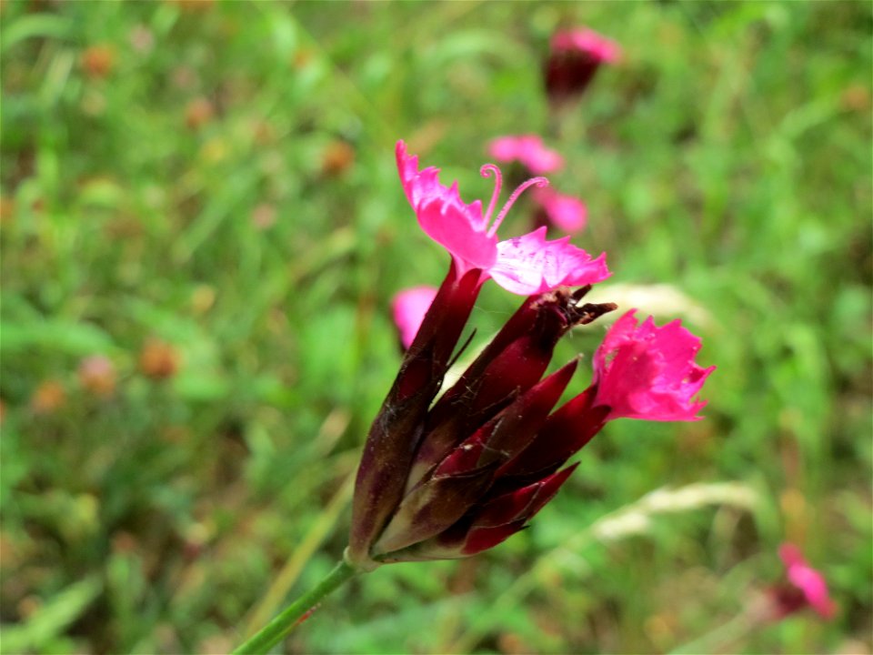 Kartäusernelke (Dianthus carthusianorum) im Bürgerpark Saarbrücken
