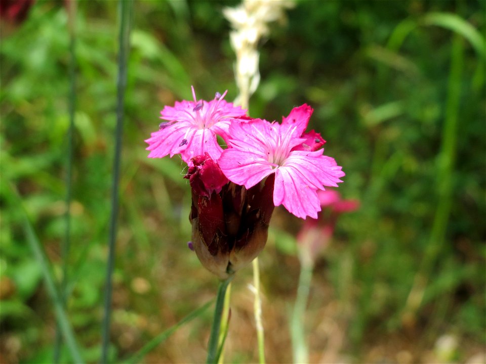 Karthäuser-Nelke (Dianthus carthusianorum) im Bürgerpark Saarbrücken