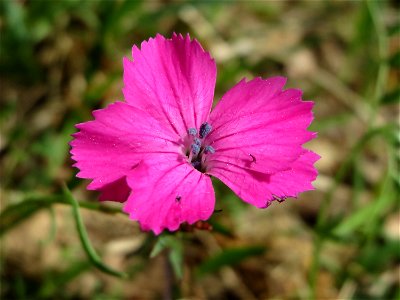 Karthäuser-Nelke (Dianthus carthusianorum) am Dreieichenbuckel (Naturschutzgebiet Oftersheimer Dünen)