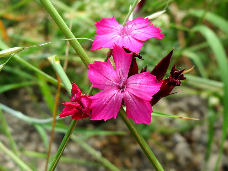 Karthäuser-Nelke (Dianthus carthusianorum) im Bürgerpark Saarbrücken