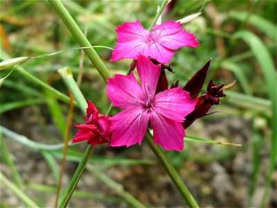 Karthäuser-Nelke (Dianthus carthusianorum) im Bürgerpark Saarbrücken