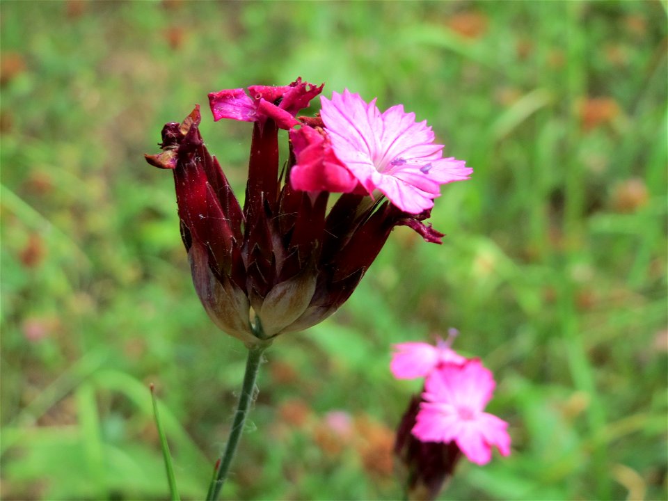 Karthäuser-Nelke (Dianthus carthusianorum) im Bürgerpark Saarbrücken