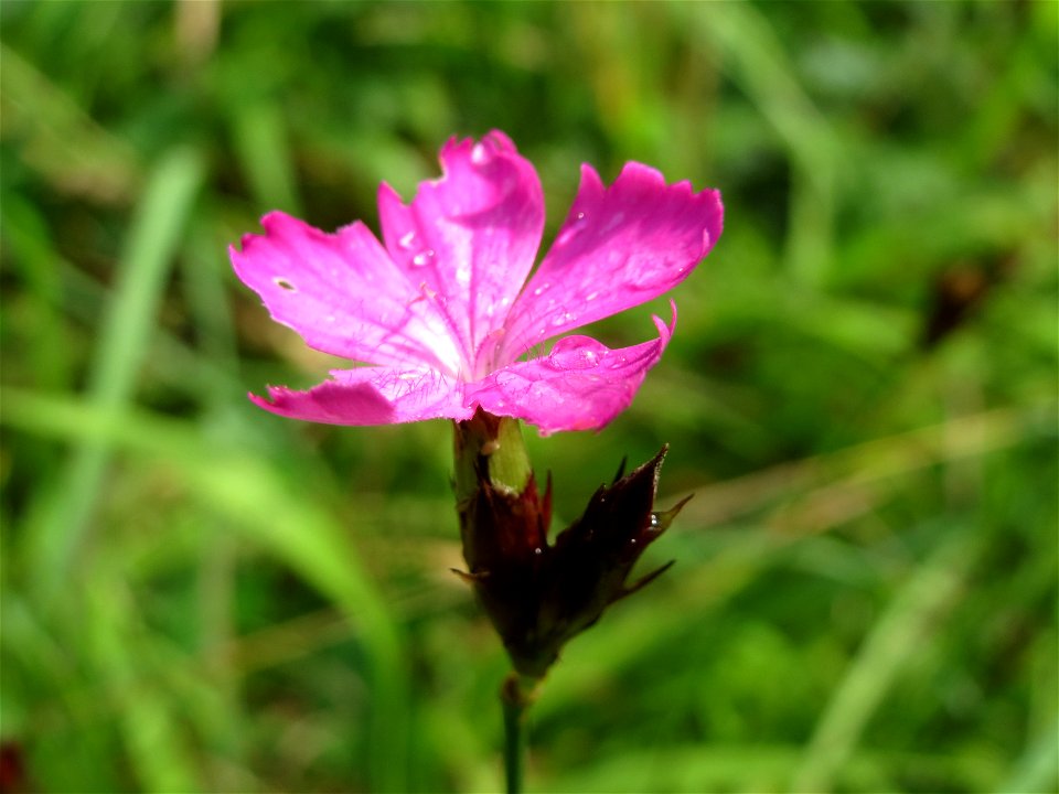 Karthäuser-Nelke (Dianthus carthusianorum) am Geißböckelgraben bei Philippsburg
