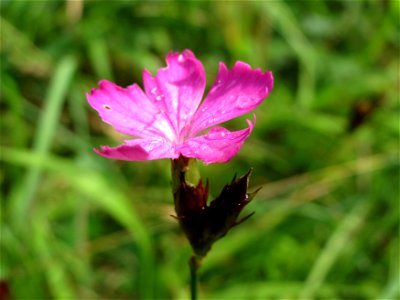 Karthäuser-Nelke (Dianthus carthusianorum) am Geißböckelgraben bei Philippsburg