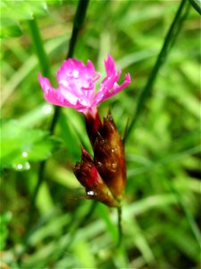 Karthäuser-Nelke (Dianthus carthusianorum) am Geißböckelgraben bei Philippsburg