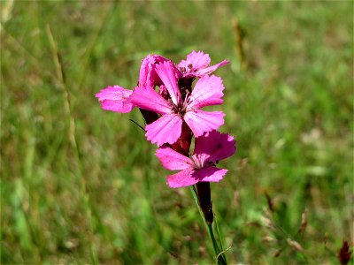 Kartäusernelke (Dianthus carthusianorum) im Schwetzinger Hardt
