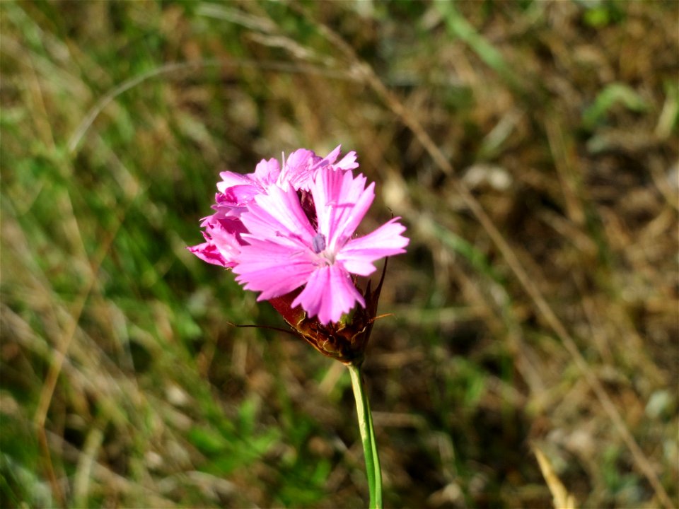 Kartäusernelke (Dianthus carthusianorum) im Schwetzinger Hardt