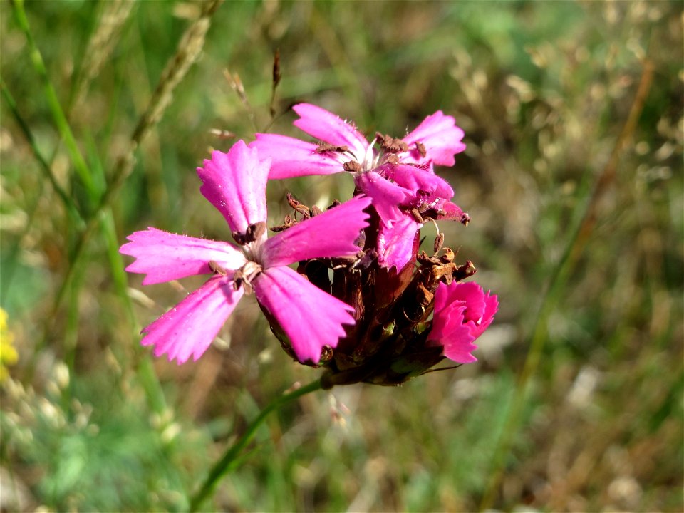 Kartäusernelke (Dianthus carthusianorum) im Schwetzinger Hardt