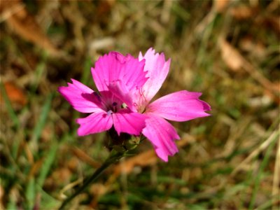 Kartäusernelke (Dianthus carthusianorum) an der Elisabethenstraße bei Wiesbaden