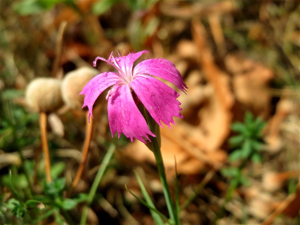 Kartäusernelke (Dianthus carthusianorum) an der Elisabethenstraße bei Wiesbaden