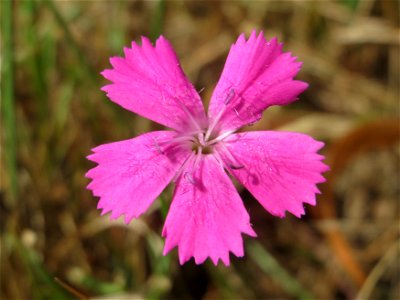 Kartäusernelke (Dianthus carthusianorum) an der Elisabethenstraße bei Wiesbaden