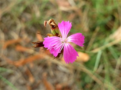 Kartäusernelke (Dianthus carthusianorum) an der Elisabethenstraße bei Wiesbaden