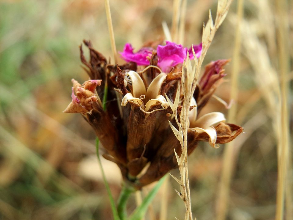 Kartäusernelke (Dianthus carthusianorum) an der Elisabethenstraße bei Wiesbaden