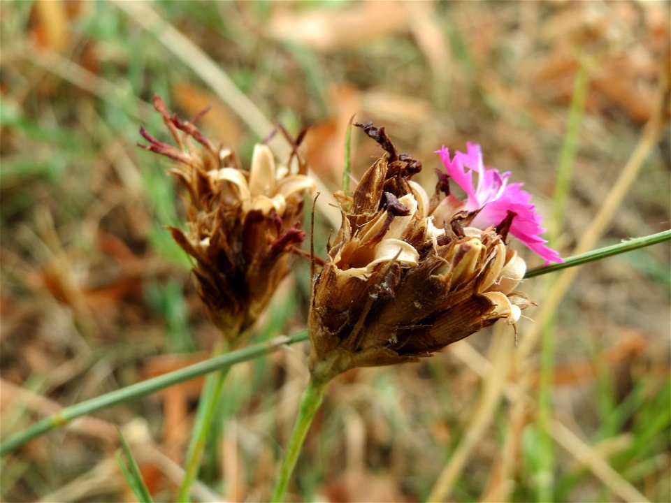 Kartäusernelke (Dianthus carthusianorum) an der Elisabethenstraße bei Wiesbaden