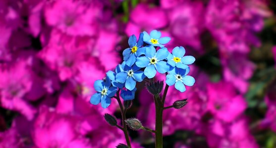Garden spring nature