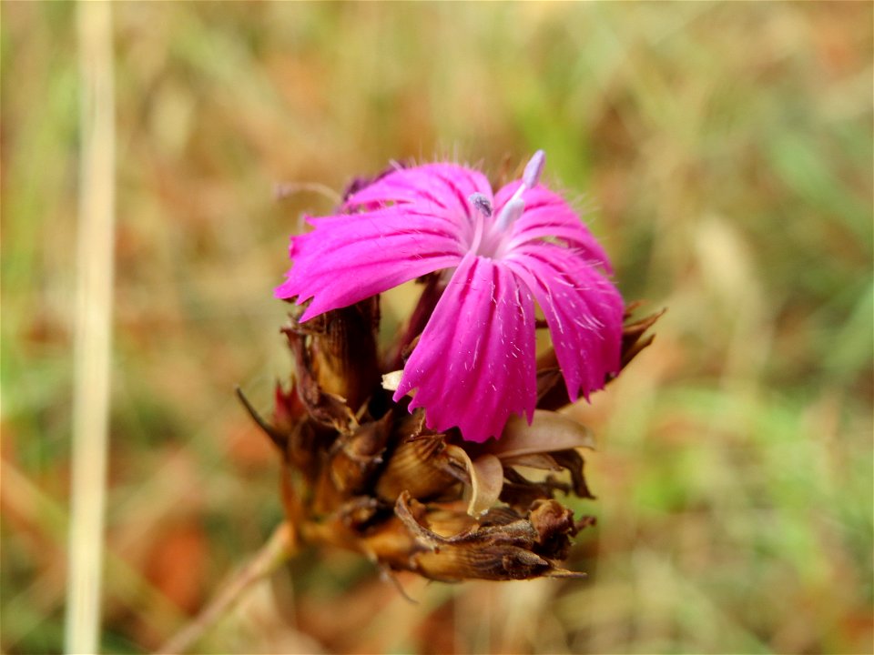 Kartäusernelke (Dianthus carthusianorum) an der Elisabethenstraße bei Wiesbaden