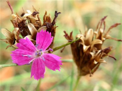 Kartäusernelke (Dianthus carthusianorum) an der Elisabethenstraße bei Wiesbaden