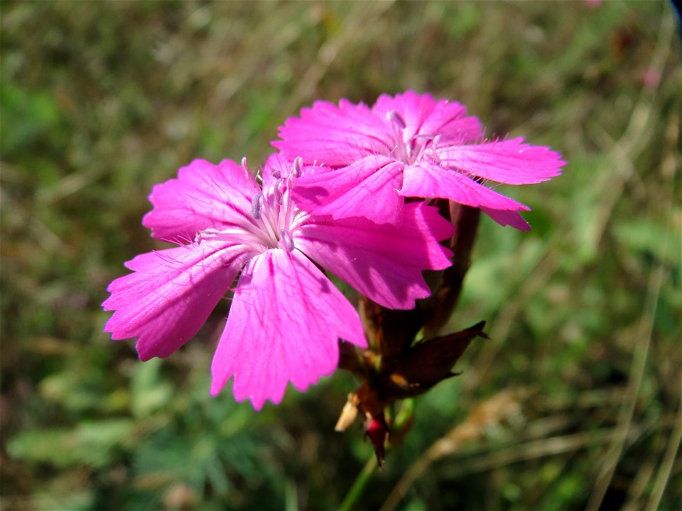 Kartäusernelke (Dianthus carthusianorum) im Schwetzinger Hardt