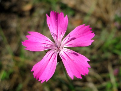 Kartäusernelke (Dianthus carthusianorum) im Schwetzinger Hardt