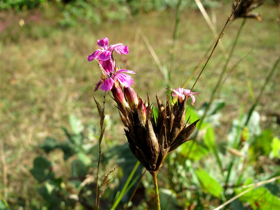 Kartäusernelke (Dianthus carthusianorum) im Schwetzinger Hardt