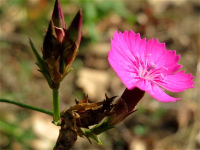 Kartäusernelke (Dianthus carthusianorum) an den Oftersheimer Dünen
