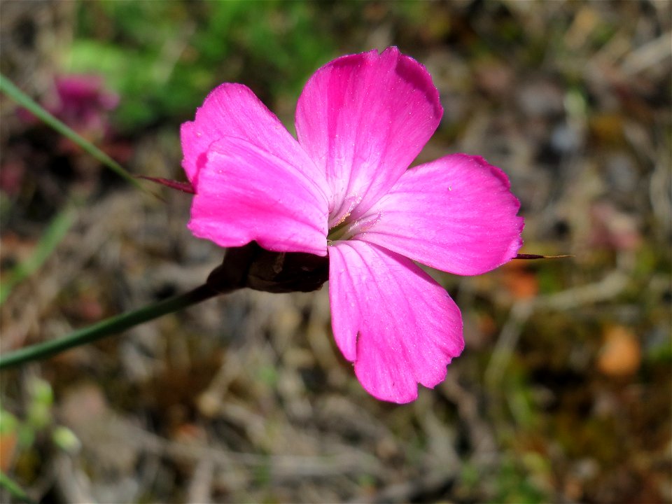 Kartäusernelke (Dianthus carthusianorum) in der Kurfürstenallage in Heidelberg