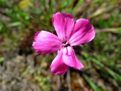 Kartäusernelke (Dianthus carthusianorum) in der Kurfürstenallage in Heidelberg