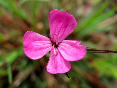 Kartäusernelke (Dianthus carthusianorum) in der Kurfürstenallage in Heidelberg